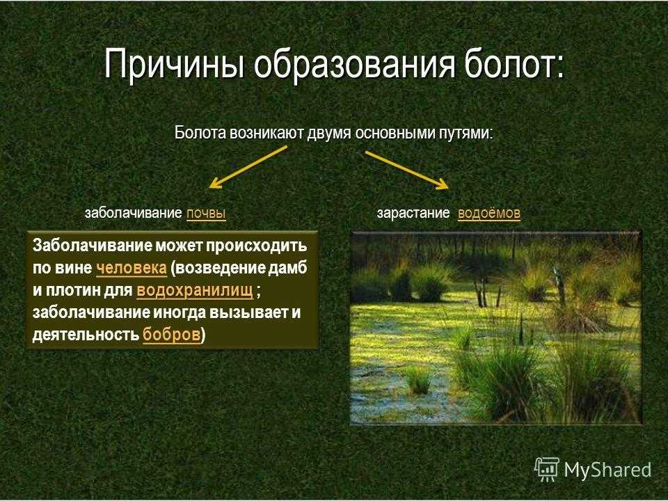 Болотная причины. Причины образования болот. Образование болота. Факторы образования болот.