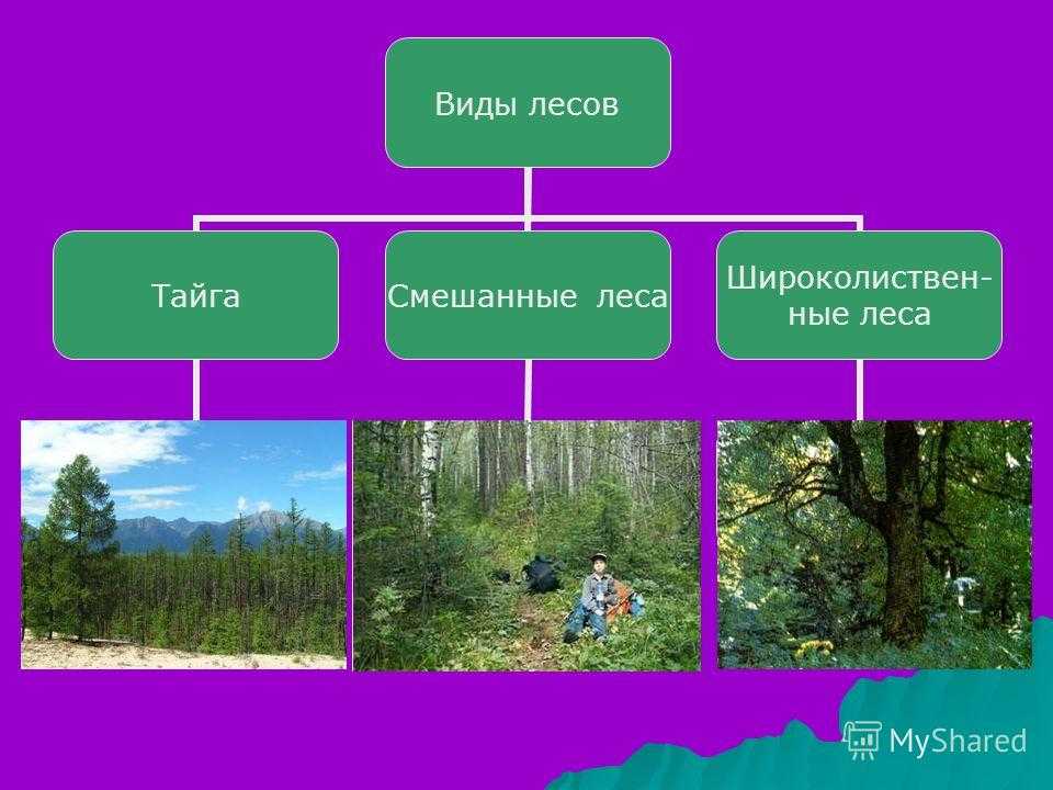 Условные знаки топографических карт: 4 основных группы - путники