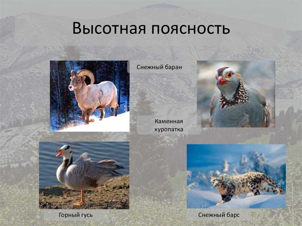 Географическая зональность и высотная поясность • образавр