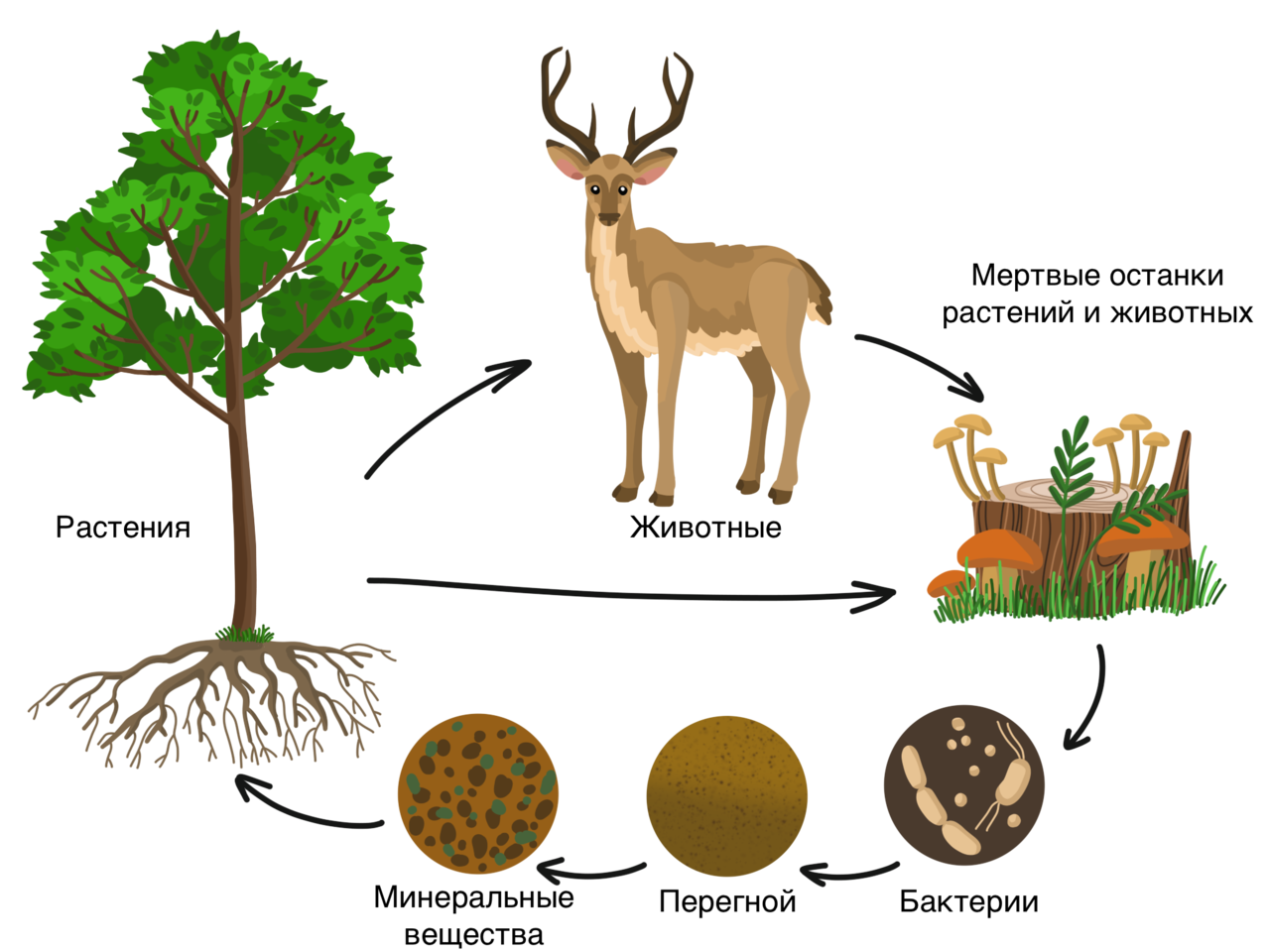Бактерии и грибы составляют в экосистеме группу. Модель круговорота веществ в природе 3 класс окружающий мир. Цепь питания с круговоротом веществ. Цепь питания круговорот веществ в природе. Схема круговорота веществ.
