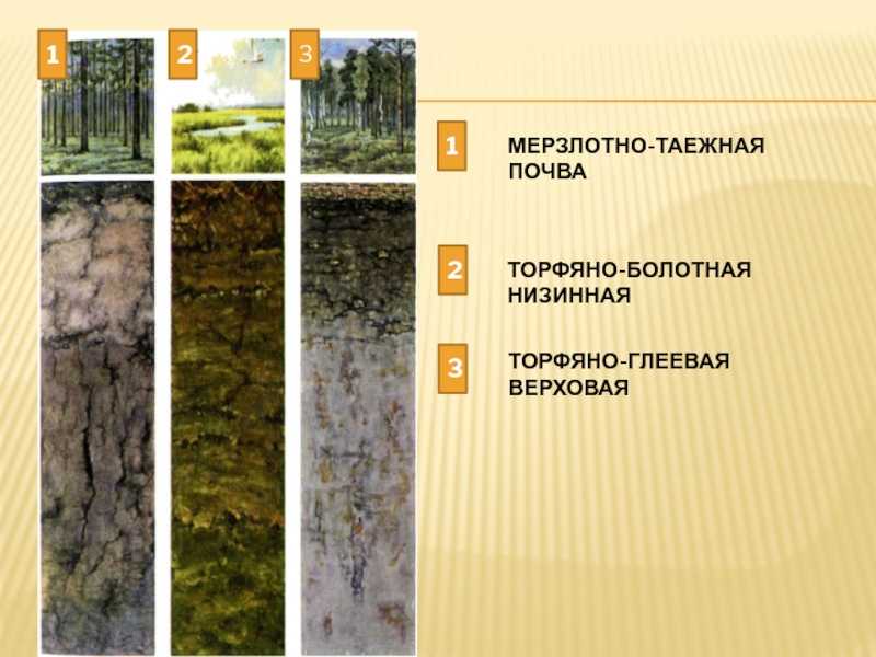 Почвы природной зоны тайга