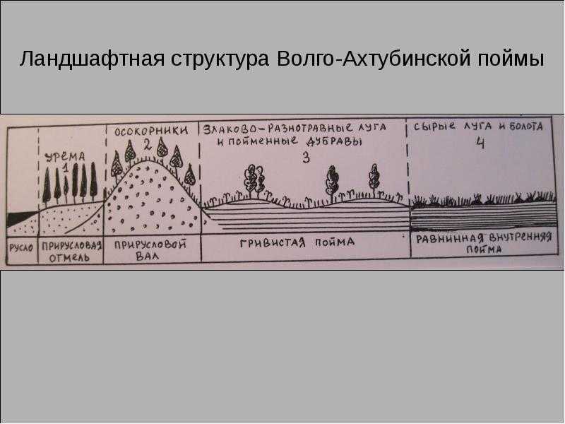 Пространственная структура в ландшафтном дизайне типы