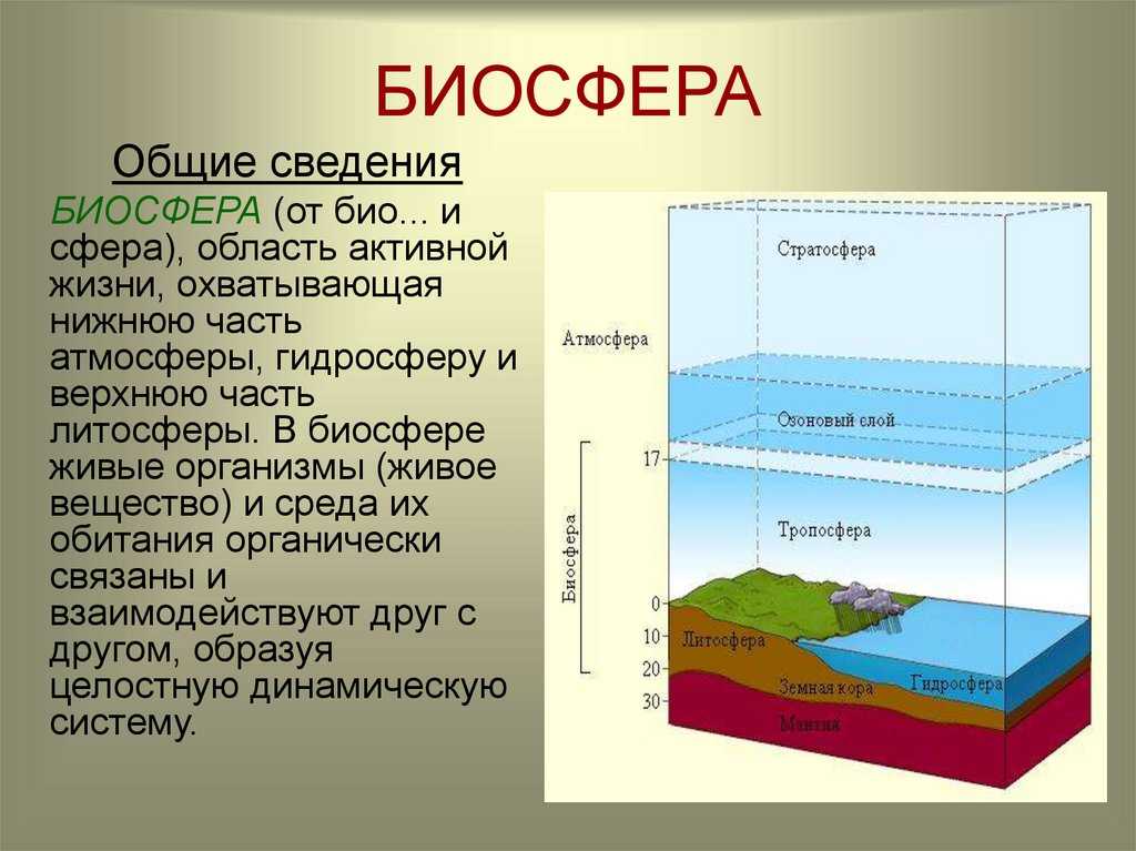 Биосфера Биосфе́ра от др-греч βιος — жизнь и σφαῖρα — сфера, шар — оболочка Земли, заселённая живыми организмами, находящаяся под их воздействием и