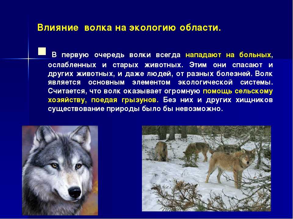 Волк