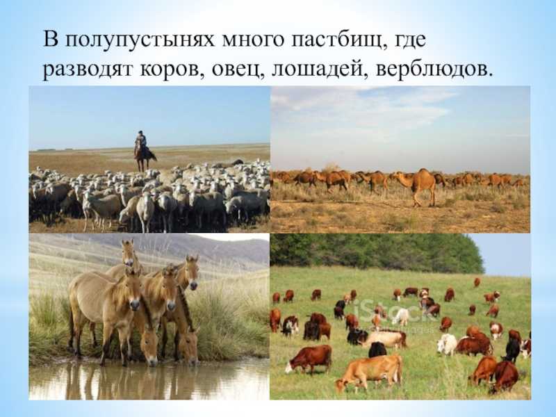 Пустыни и полупустыни россии: расположение, климат, животные и растения
