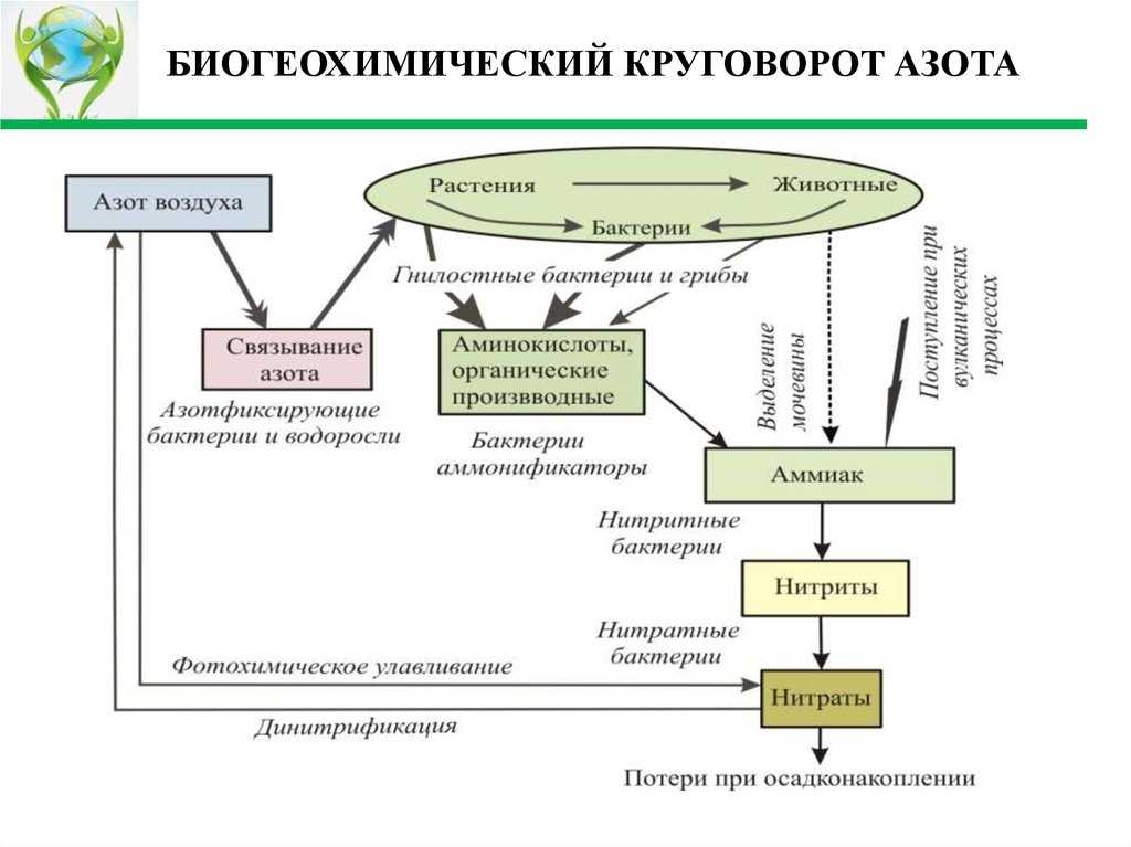 Круговорот веществ в биосфере