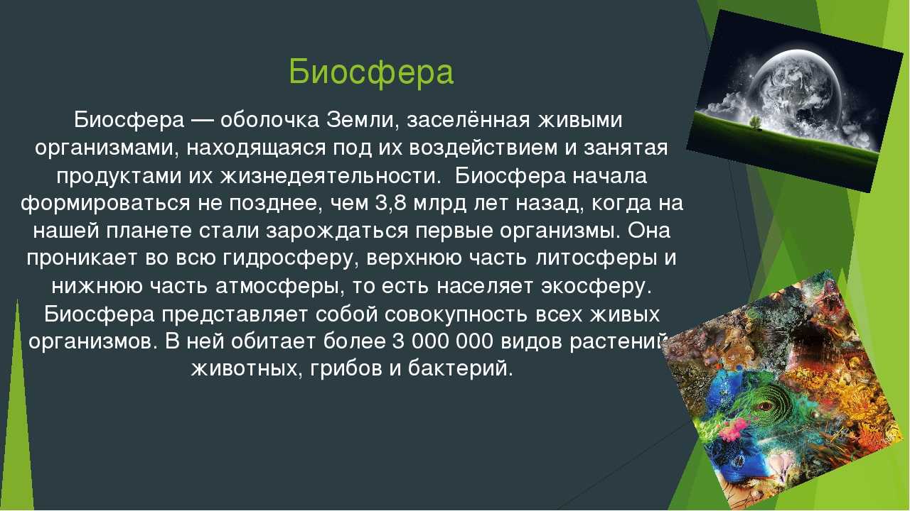 Биосфера земли