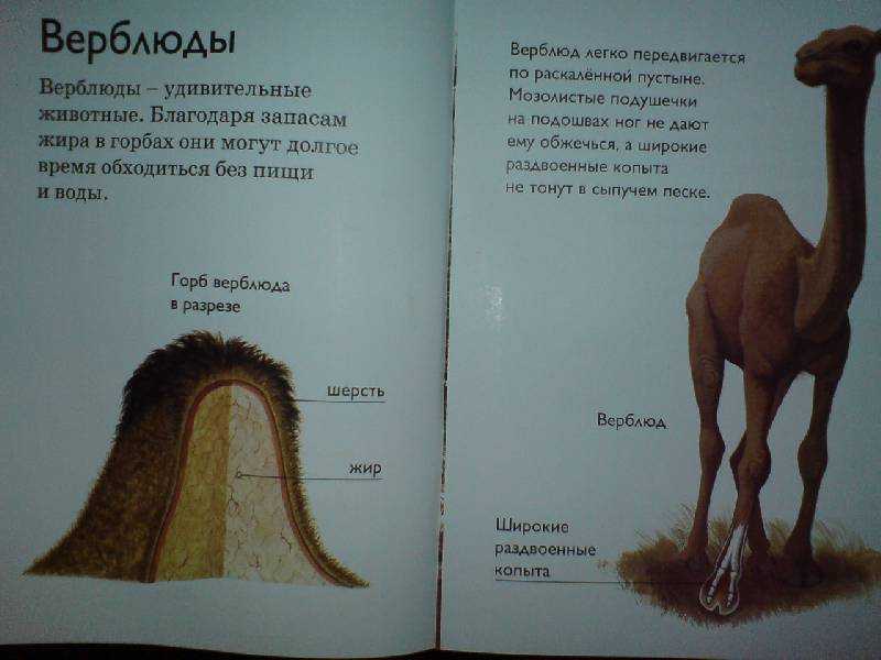 Верблюд приспособление к среде обитания кратко Бытует мнение, что это животное запасает воду в своих горбах и безбедно существует там, где это не под
