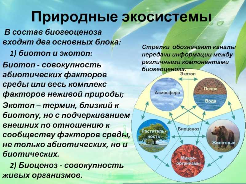 Что такое биосфера и какое у неё строение