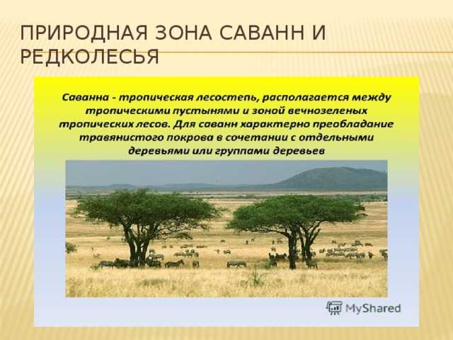 Природные зоны северной америки - почвы, характеристика и названия природных зон