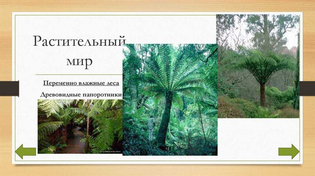 Сообщение о переменно влажных лесах. муссонные леса умеренного пояса