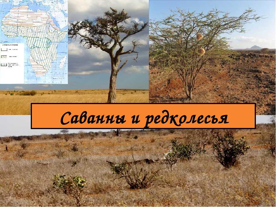 Природные зоны америки и их краткая характеристика