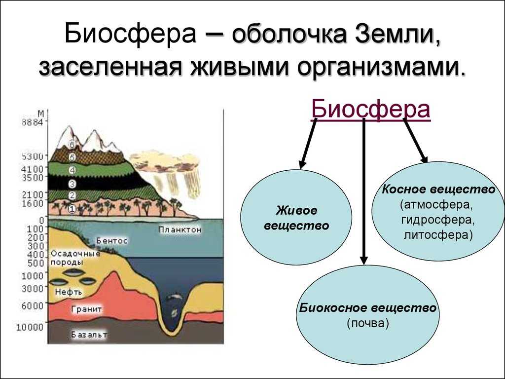 Биосфера земли - значение, состав и фунции, схема | влияние биосферы на человека