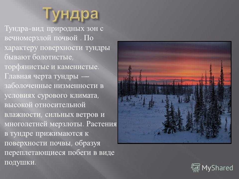 Тундра: характеристика, виды, рельеф, флора, фауна. - наука - 2023