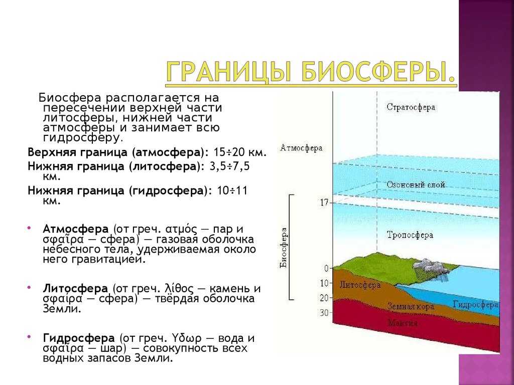 Биосфера: что это такое, ее состав, строение, свойства и функции