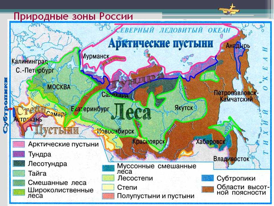 Урок 3: лес и его обитатели - 100urokov.ru