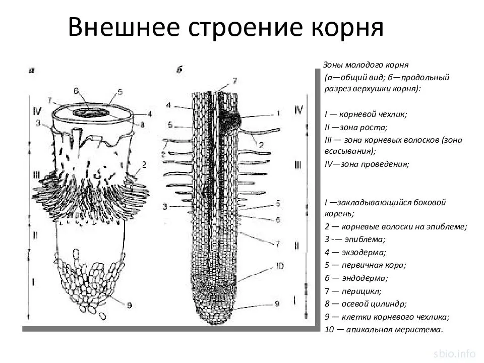 Схема корень е корень. Продольный срез корня растения. Рис 104 строение корня. Строение корня 7 класс биология рисунок. Строение корня 7 класс биология.