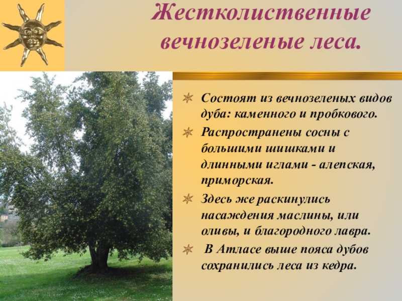 Жестколистные леса и кустарники