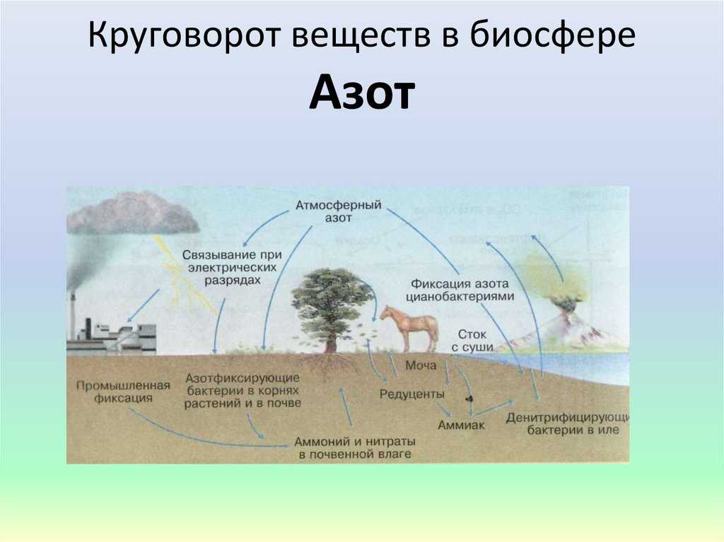 Круговорот веществ в природе ?, схема и описание, функции