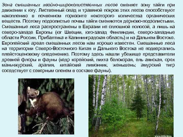 Природная зона смешанные и широколиственные леса таблица