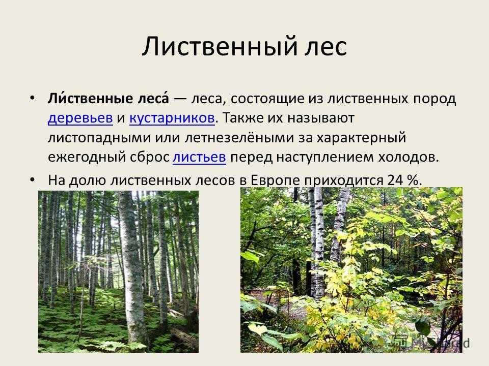 Растительный мир лиственных лесов