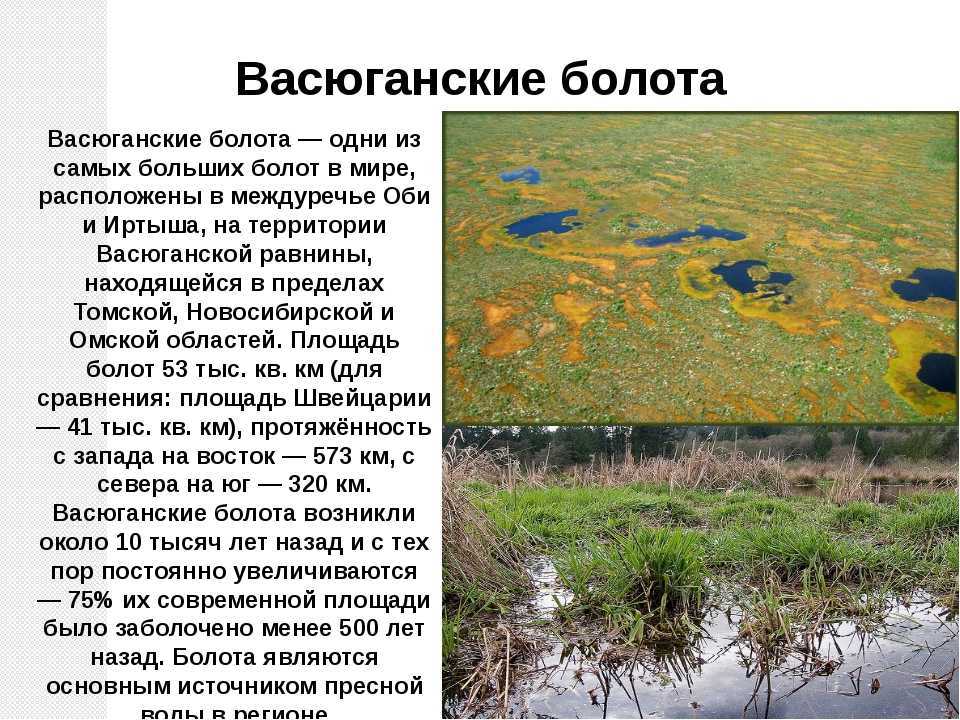 Дача занимая широкую и болотистую низменность впр. Васюганские болота заповедник. Самое большое болото в России. Самое большое болото. Васюганское болото интересные факты.
