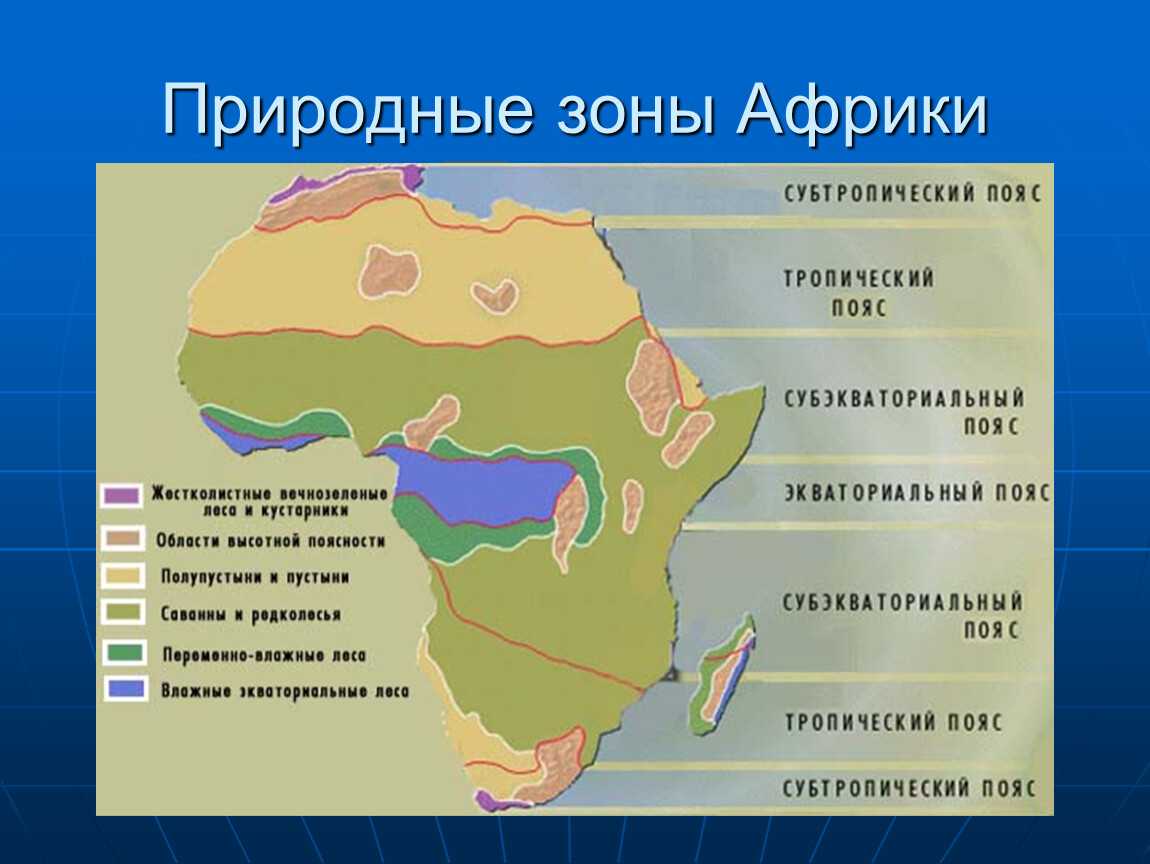 Жестколистные и вечнозеленые леса и кустарники: география, флора и фауна Жестколистные и вечнозеленые леса и кустарники произрастают относительно