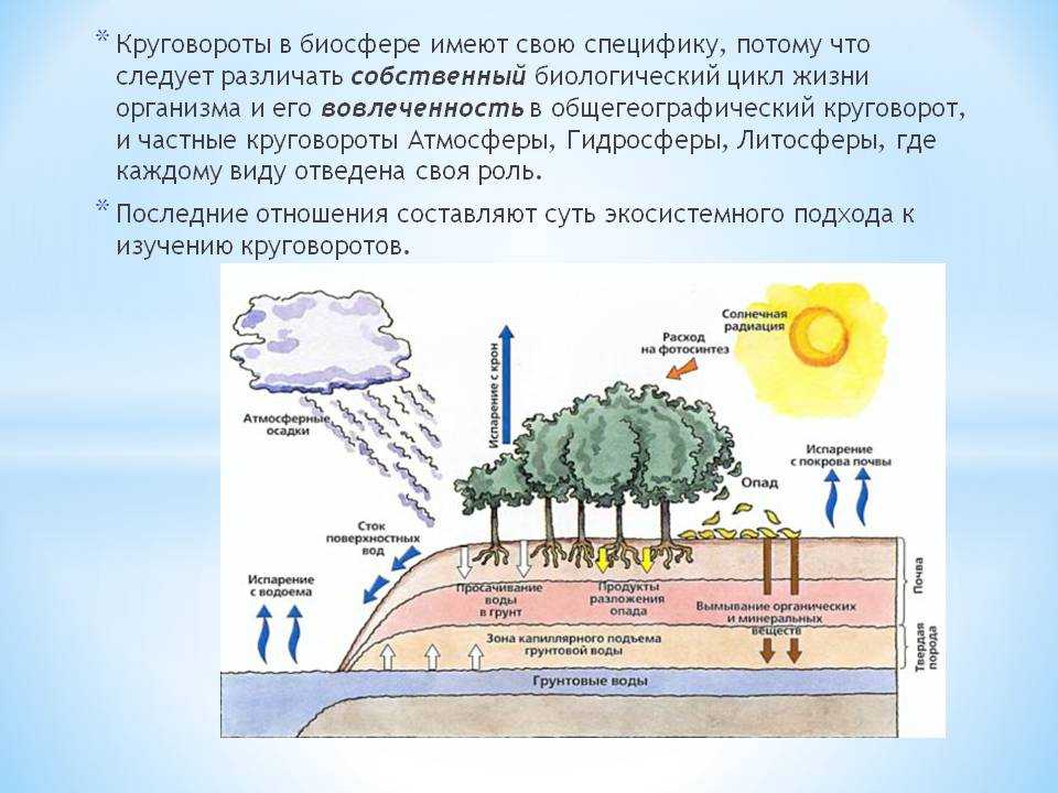Биосфера. круговорот веществ в биосфере. глобальные изменения в биосфере.