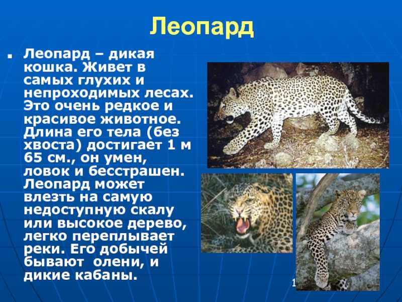 Сочинение мир животных
