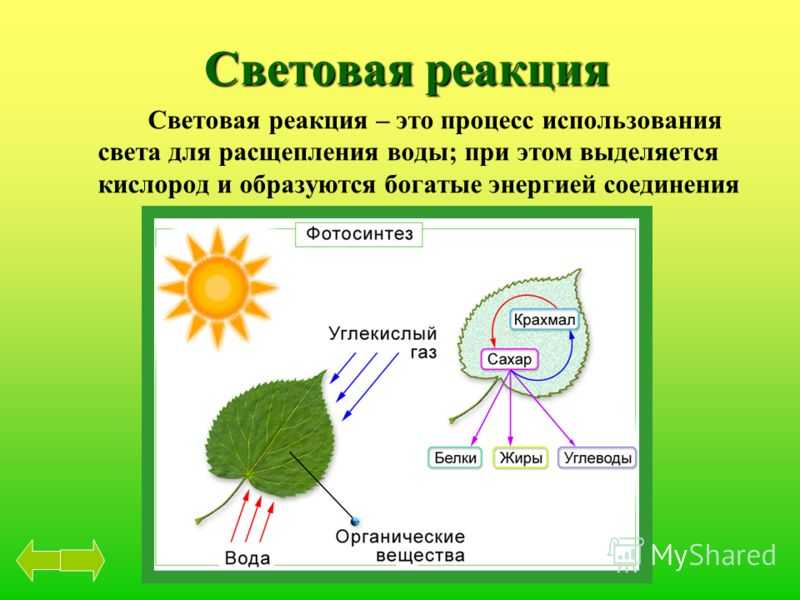 Кроссворд фотосинтез 6 класс с ответами