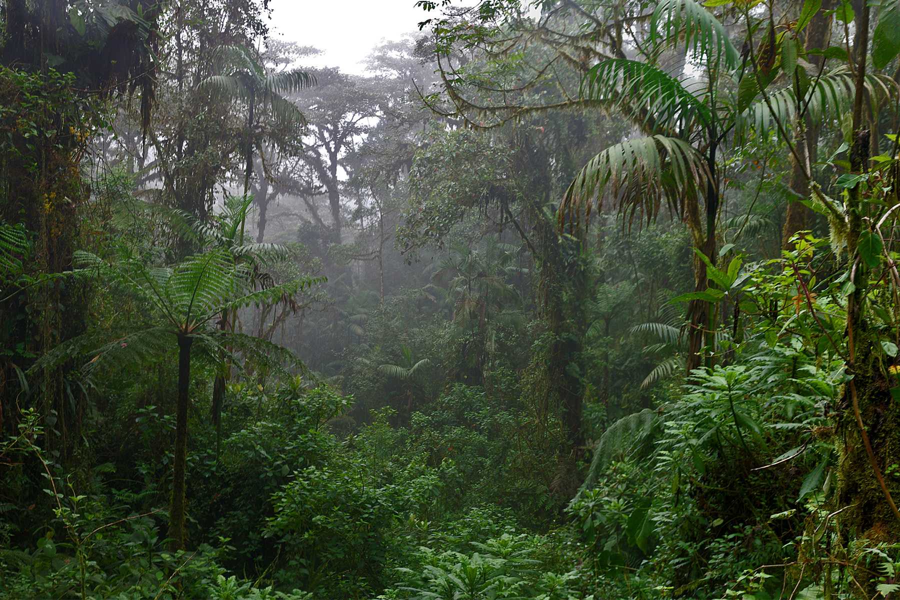 Природная зона влажные экваториальные тропические леса. Тропические дождевые леса Африка. Вечнозеленые тропические дождевые леса. Тангалле дождевой лес. Муссонные леса Северной Америки.