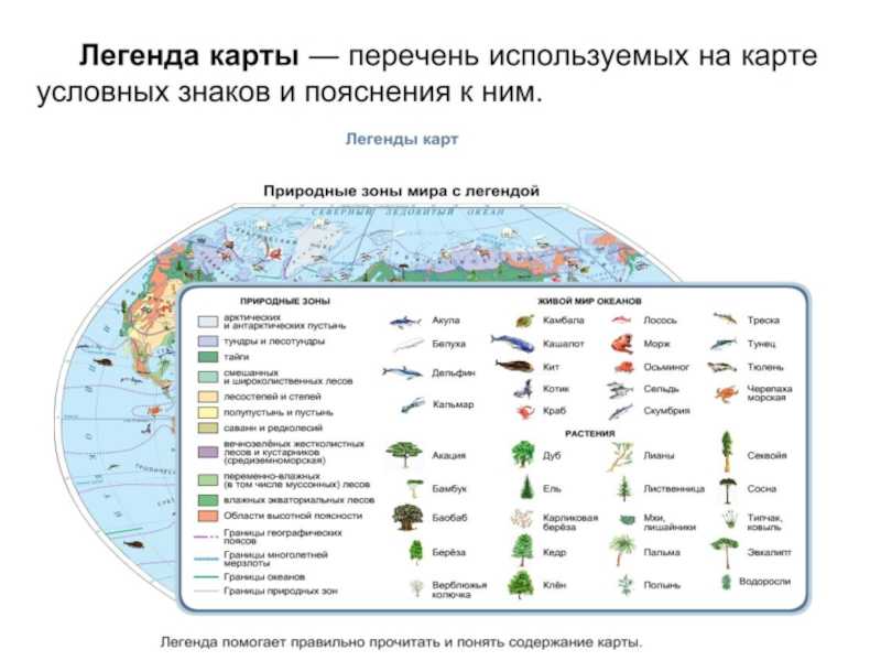 От зеленых экваториальных лесов до ледяной арктики: особенности и обозначение природных зон мира на карте - tarologiay.ru