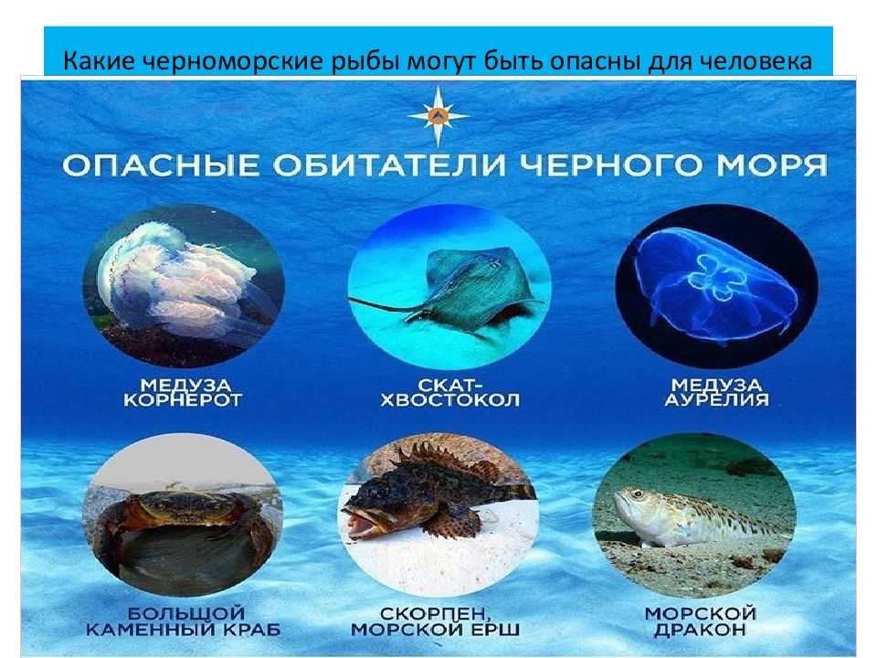 Аннексированные вышки: история газовых платформ возле одессы. шельфовая война украины и россии в черном море «с помятым носом в нейтральные воды вышвырнут»