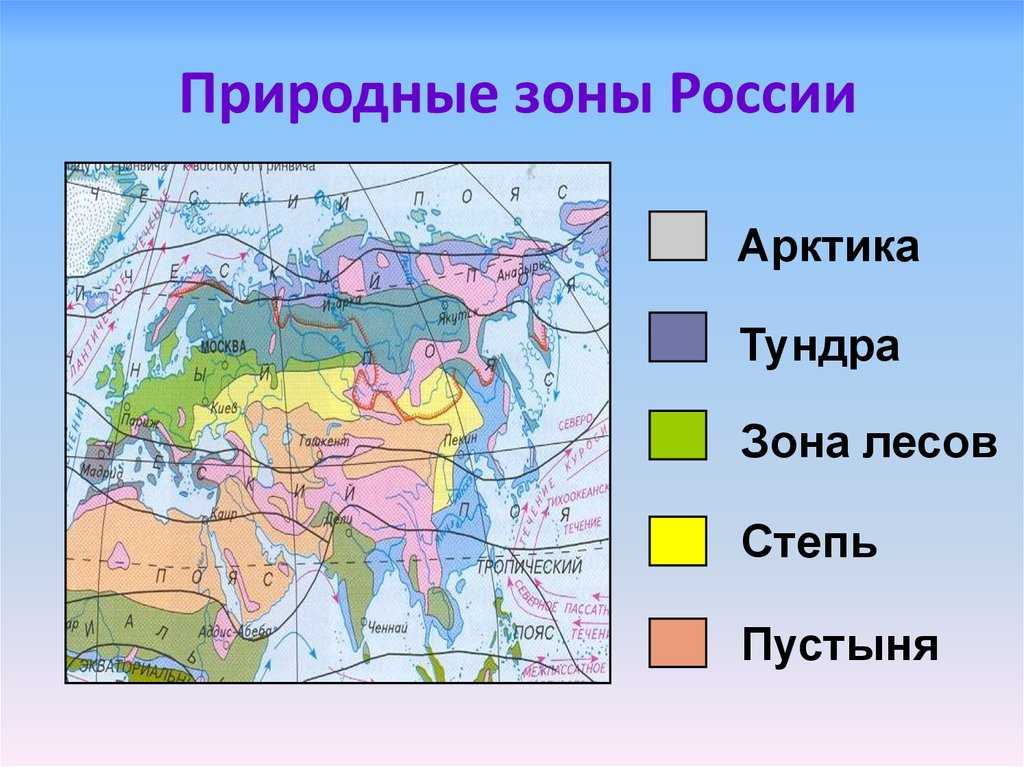Лесотундра россии ️ географическое положение, особенности рельефа и почв, характеристика растительного и животного мира, климат, экологические проблемы, интересные факты