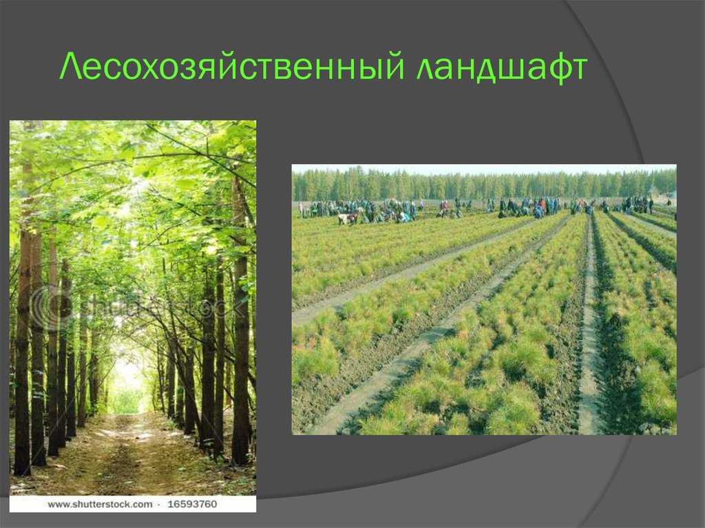Классификация агроландшафтов: основные типы и их морфологическая структура