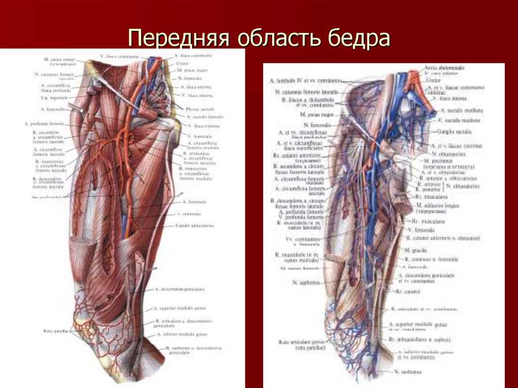 Треугольник скарпы: пределы, содержание, клиническое и хирургическое значение