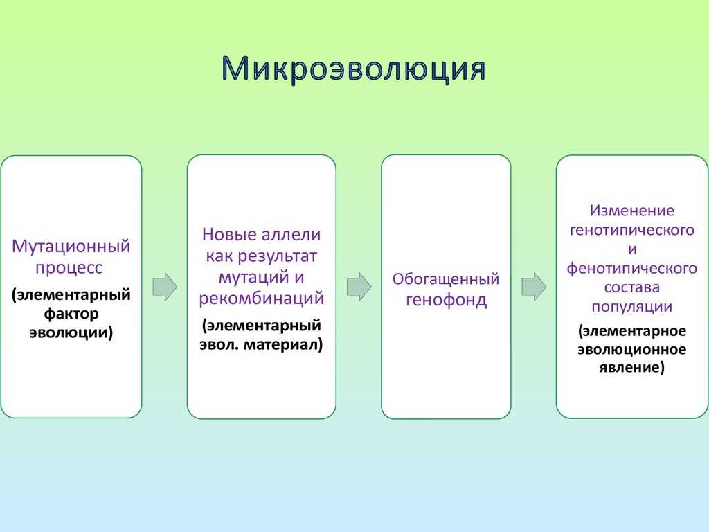 Видообразование. факторы и способы видообразования