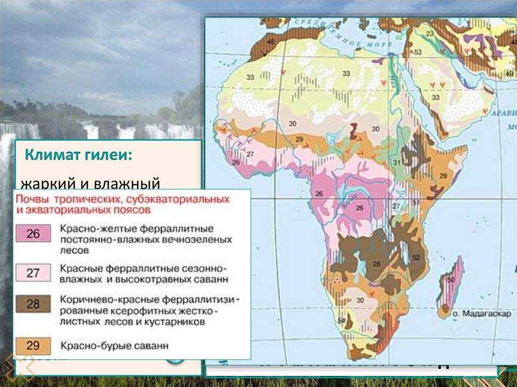Переменно-влажные леса – географическое положение, почвы, особенности климата кратко (6 класс, география)