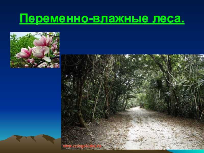 Переменно влажные муссонные леса деятельность человека. муссонные леса: описание, климат, фауна и интересные факты