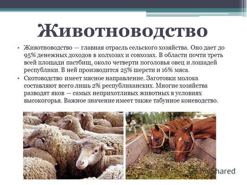 Районы россии, где выращивается картофель: узнайте, где происходит основная картофелеводческая деятельность в стране