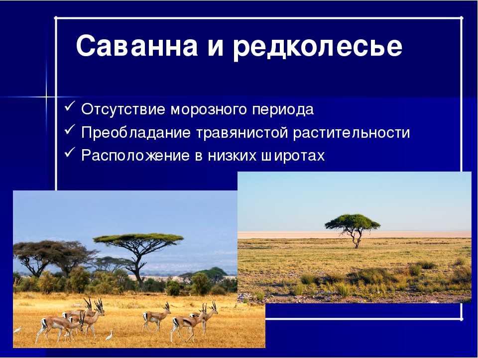 Природные зоны америки и их краткая характеристика - tarologiay.ru