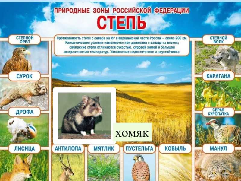 Впр дальше идут степные места удивительный. Животные природных зон России. Животные разных климатических зон. Животные степи. Природные зоны животные и растения.