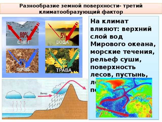Экологические факторы и их влияние на организмы: классификация