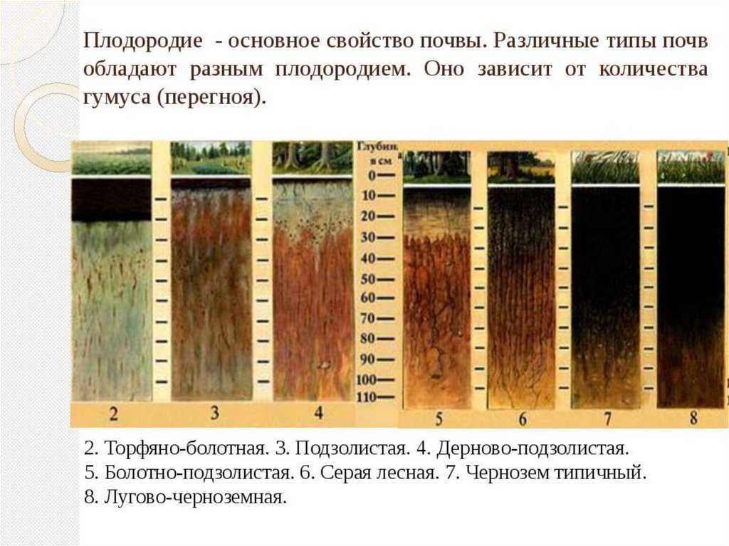 Различные типы условий с. Изобразите схематично почвенный профиль дерново-подзолистой почвы. Чернозём каштановые и подзолистые почвы. Подзолистый Тип почвы. Дерново-подзолистые почвы.