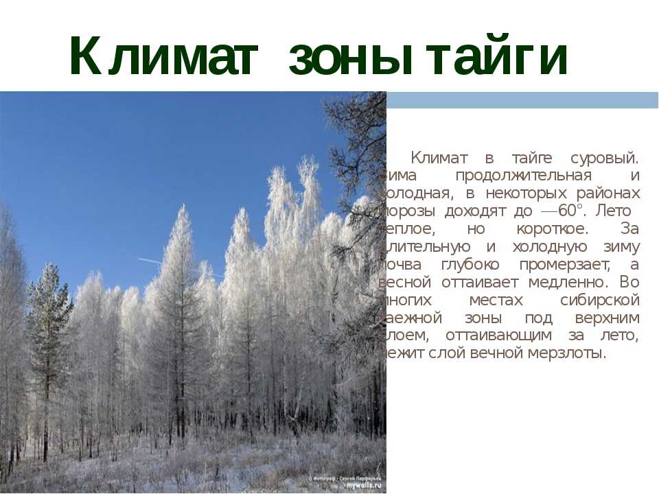 Самый северный лес: где находится тайга и особенности природной зоны