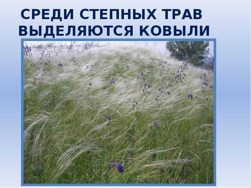 Степи и лесостепи