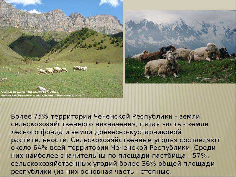 Псаммофиты терско-кумской низменности : эколого-биологический и географический анализ