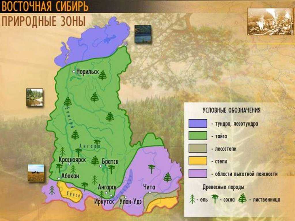 Какой климат преобладает на территории восточной сибири. Карта лесов Восточно-Сибирского экономического района. Природные зоны Восточной Сибири схема. Природные зоны Восточно Сибирского района. Природные зоны Восточной Сибири карта.
