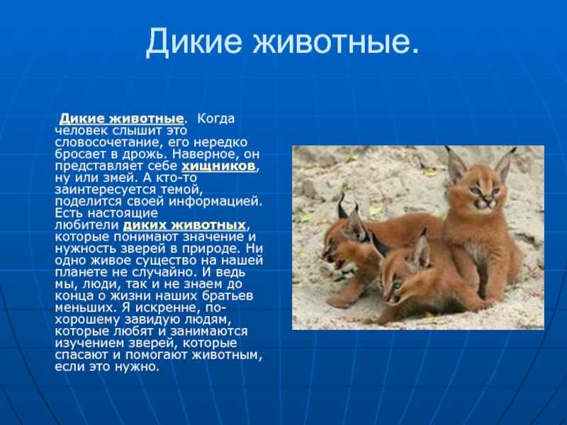 Урок 7: животный мир россии - 100urokov.ru