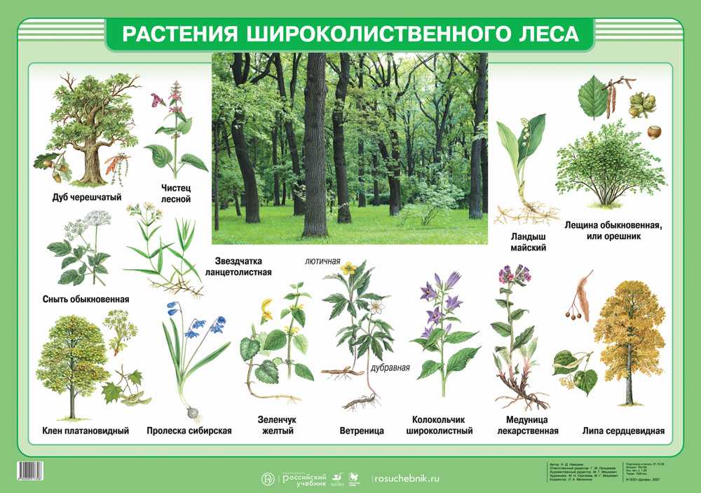 Природная зона смешанных и широколиственных лесов